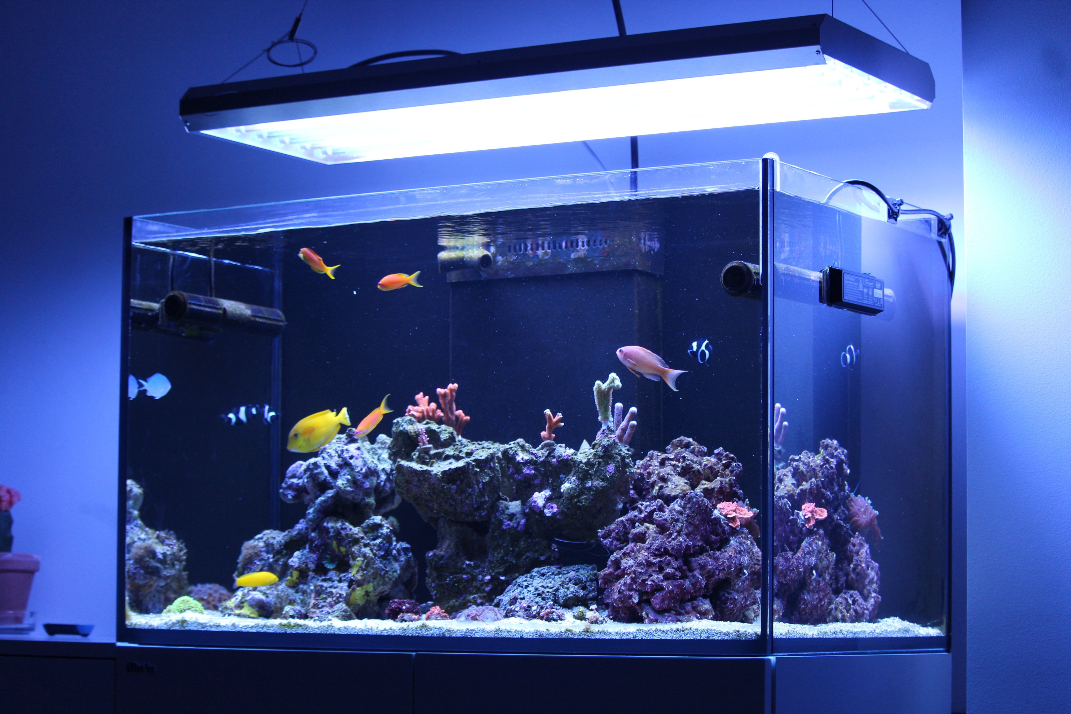 Korallenfarm mit 20+ Systemen auf der TRITON-Methode — Dindireef