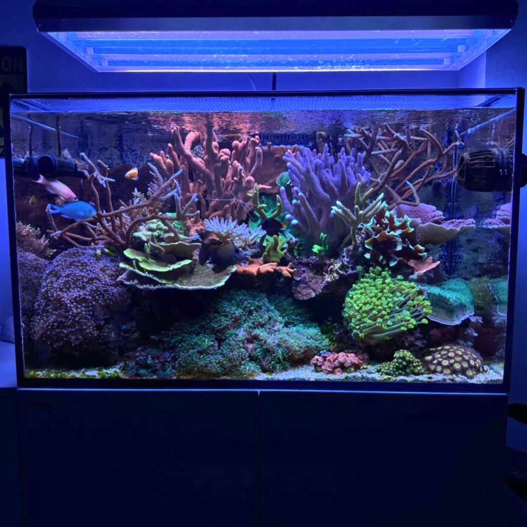 Jose Antonios Riffaquarium — Ergebnisse der TRITON-Methode mit einwandfreier Korallengesundheit