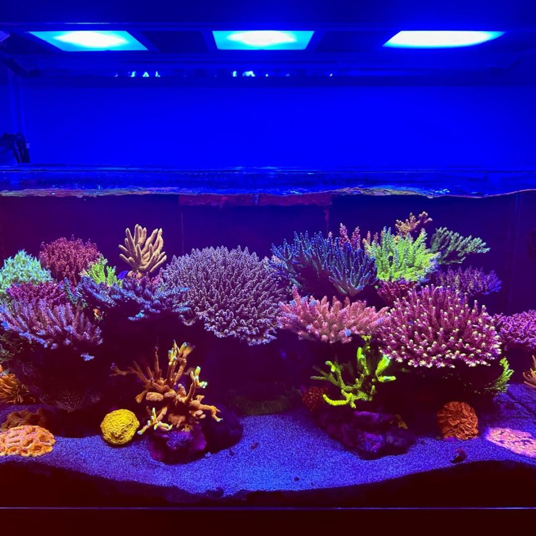 Luiz Carlos Alves Riffaquarium — Ergebnisse der TRITON-Methode