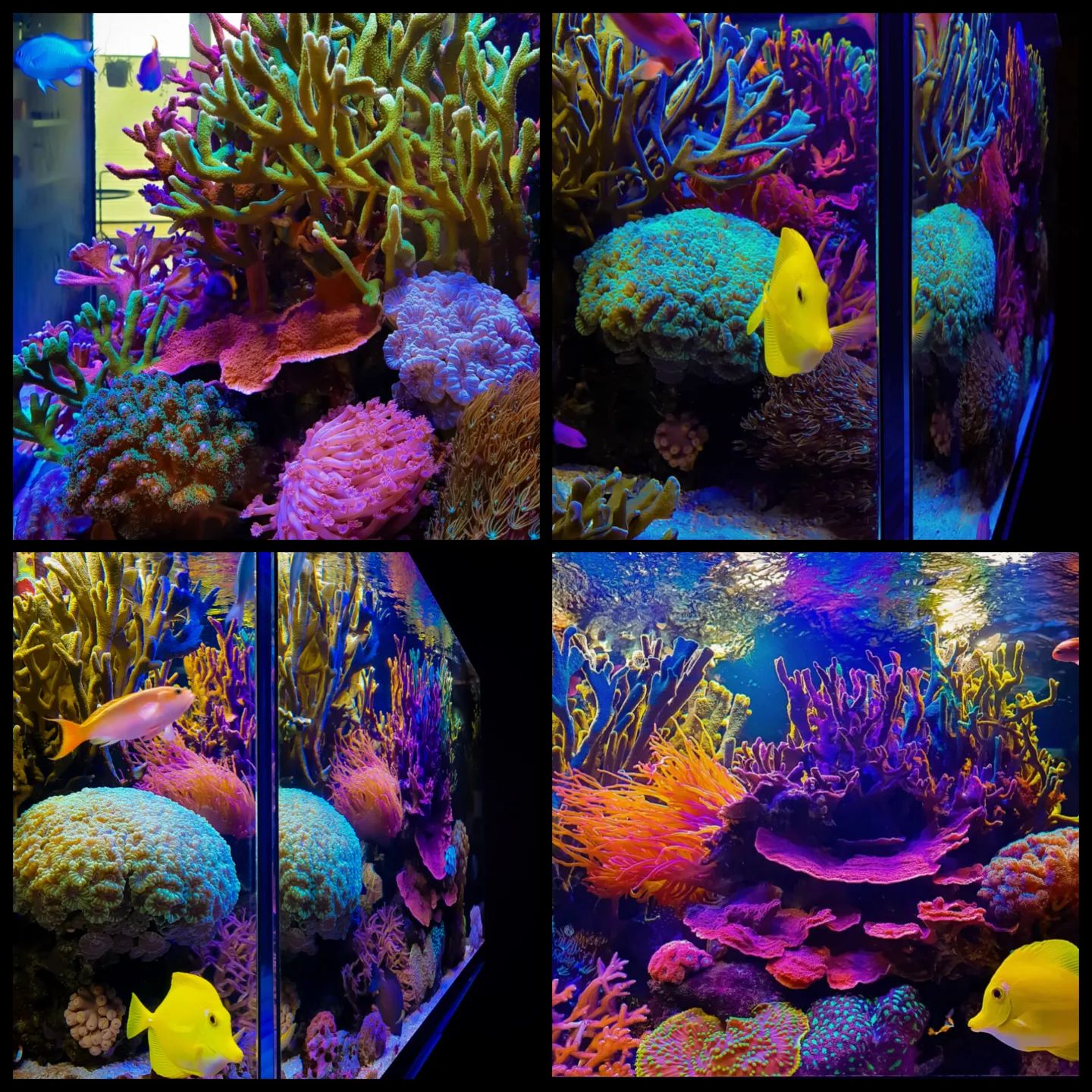 Stefan Rohnalters Riffaquarium — Ergebnisse der TRITON-Methode nach 8 Jahren im Hobby
