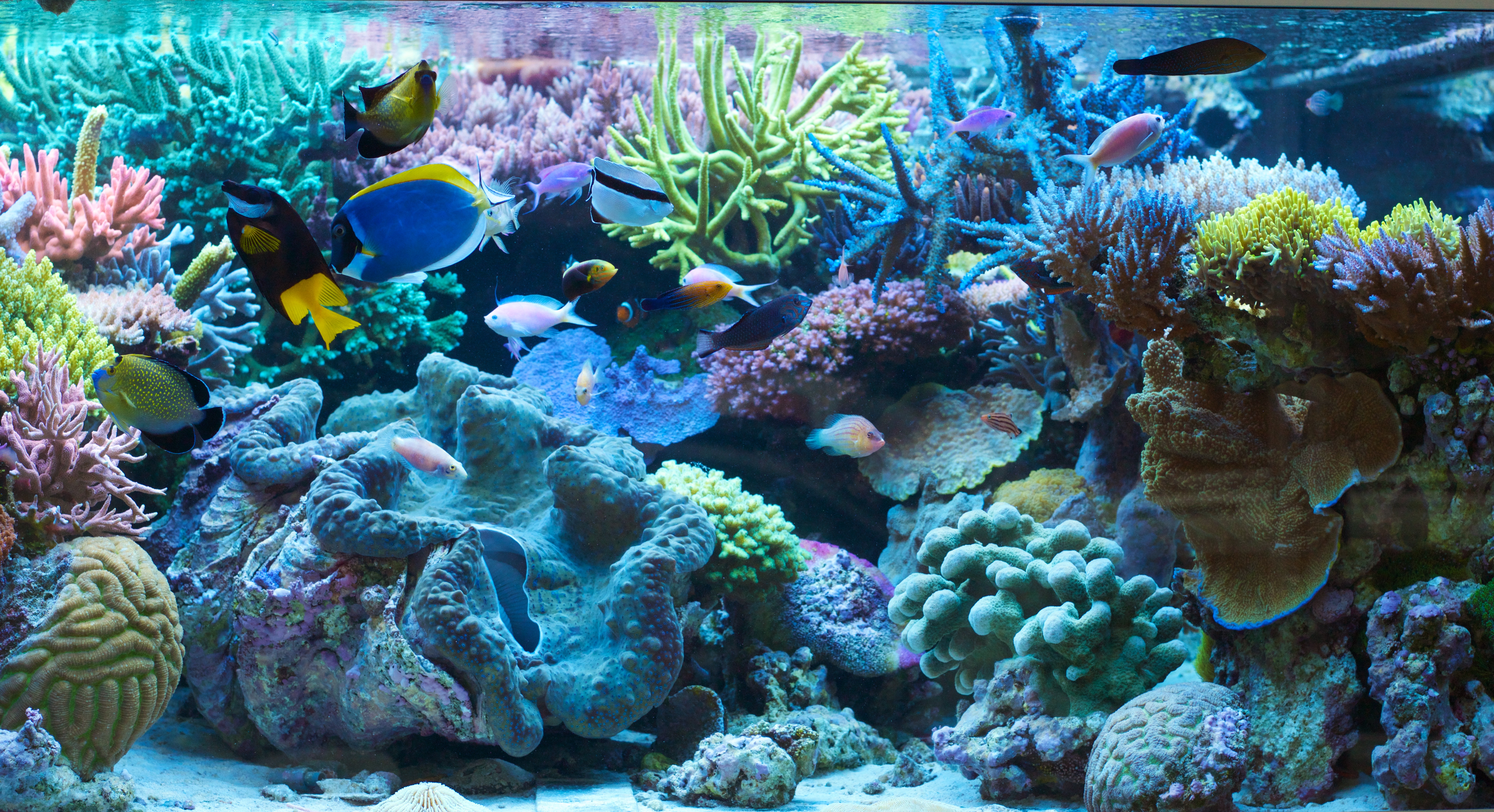 TRITON-Schauriffaquarium am Hauptsitz Düsseldorf — dichtes Korallenökosystem