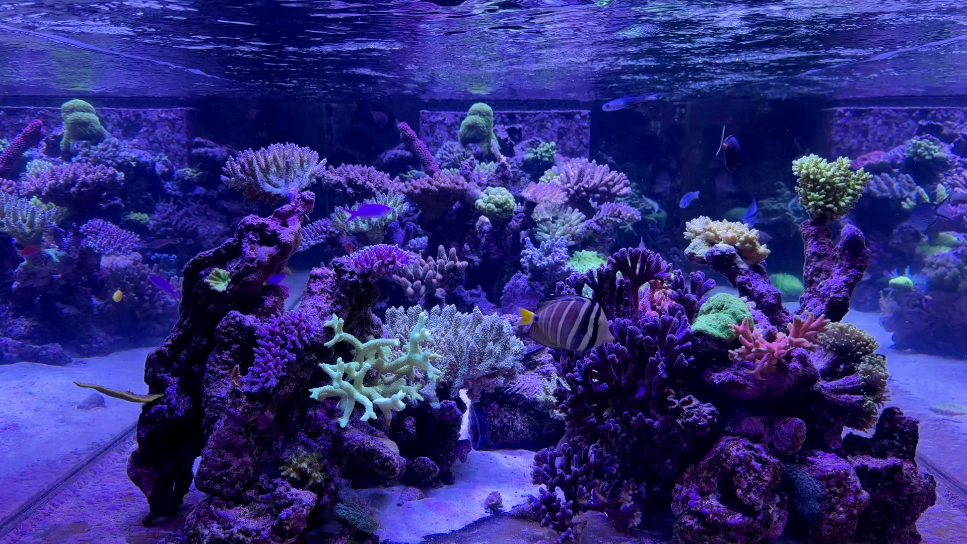 TRITON Reef 2.0 — biotopo da Grande Barreira de Coral em Cairns, Austrália, 5000 litros